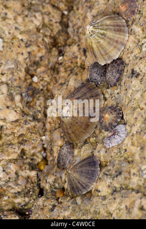 A close up of limpets (Patella vulgata) on a granite rock in a pool on a beach in South West Cornwall Stock Photo