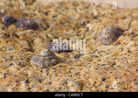 A close up of limpets (Patella vulgata) on a granite rock in a pool on a beach in South West Cornwall Stock Photo