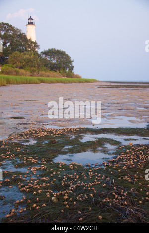 Fiddler crabs scavenging at low tide, at St Marks National Wildlife Refuge, Florida, USA Stock Photo