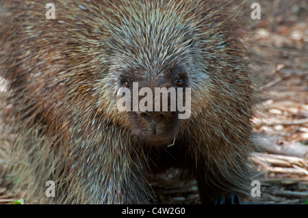 Close-up of a Canadian Porcupine. Stock Photo