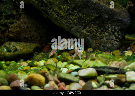 A Northern Clearwater Crayfish. Stock Photo