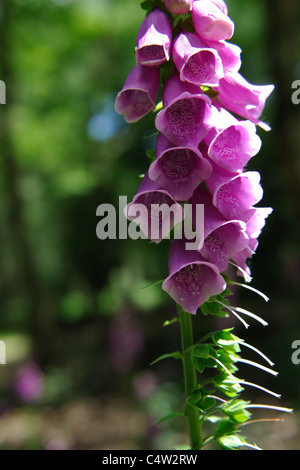 Sunlight catching foxglove flowers in a wood Stock Photo