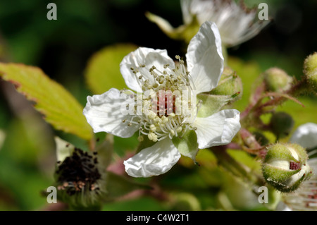 Bramble flower, Rubus fruticosus Stock Photo