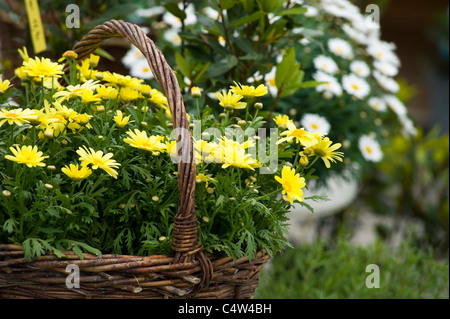 Yellow Marguerites in Basket, Salzburg, Salzburger Land, Austria Stock Photo