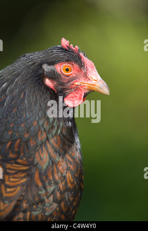 A close up of a dark brown chicken's head and neck Stock Photo