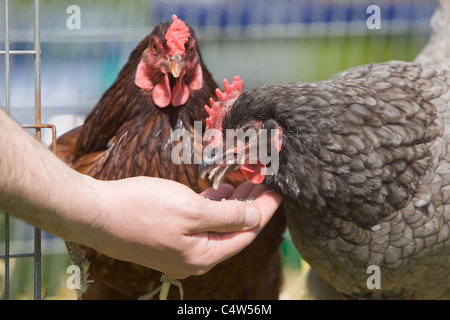 Two free range chickens being hand fed outside near a wire cage Stock Photo