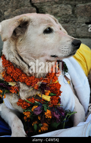 Portrait of Dog, Pashupatinath Temple, Kathmandu, Bagmati, Madhyamanchal, Nepal Stock Photo