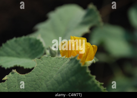 Trichome - plant hair - under the microscope, horizontal field of view is  about 0.58mm Stock Photo - Alamy