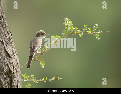 Olive tree Warbler Hippolais olivetorum on territory in olive grove Southern Turkey May Stock Photo