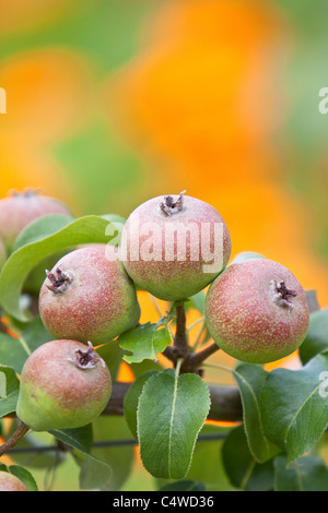 Espalier grown pears, England, UK Stock Photo