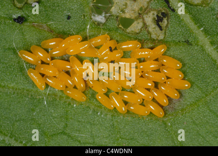 Green dock beetle (Gastrophysa viridula) eggs on broad dock leaf (Rumex obtusifolius) Stock Photo