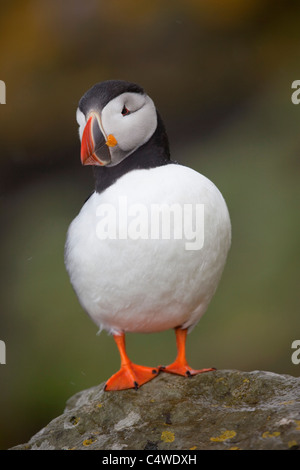 Puffin; Fratercula arctica; on Lunga; Scotland Stock Photo