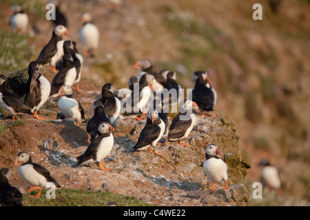 Puffin; Fratercula arctica; on Lunga; Scotland Stock Photo