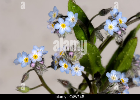 Forget-me-not (Myosotis arvensis) flowers Stock Photo