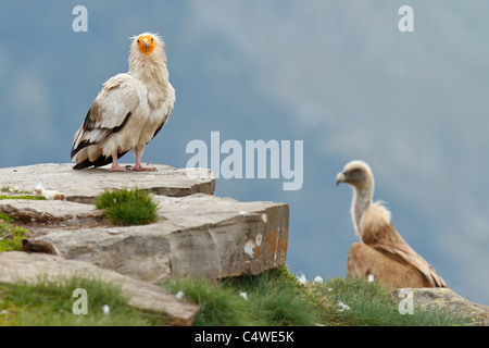 Griffon vulture (gyps fulvus) and Egyptian vulture (neophron percnopterus),pyrenees,spain Stock Photo