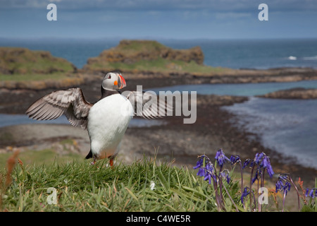 Puffin; Fratercula arctica; on Lunga; Scotland Stock Photo