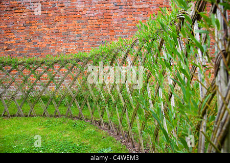 Live Willow woven screen fencing or fedge, England, UK Stock Photo