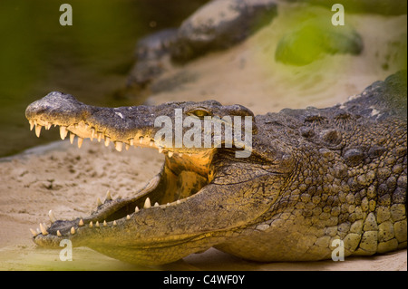 CROCDILE FACE WITH MOUTH OPEN AND TEETH SHOWING JAWS Stock Photo