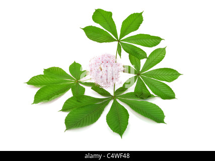 isolated horse chestnut-tree branch with leaves and flowers Stock Photo