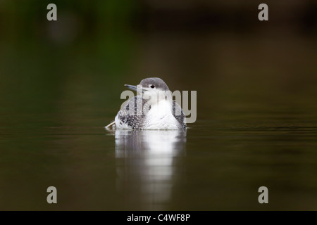 Red Throated Diver; Gavia stellata; winter plumage;