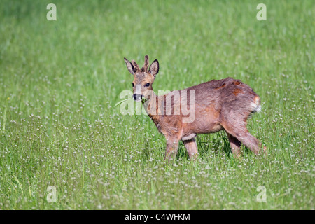 Roe Deer; Capreolus capreolus; Scotland Stock Photo