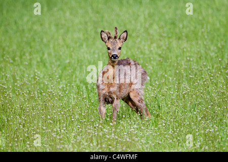 Roe Deer; Capreolus capreolus; Scotland Stock Photo
