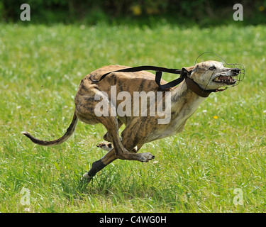 racing greyhound Stock Photo