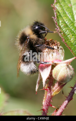 Barbut's Cuckoo Bumblebee, Bombus barbutellus, Apidae, Hymenoptera. Male. Stock Photo