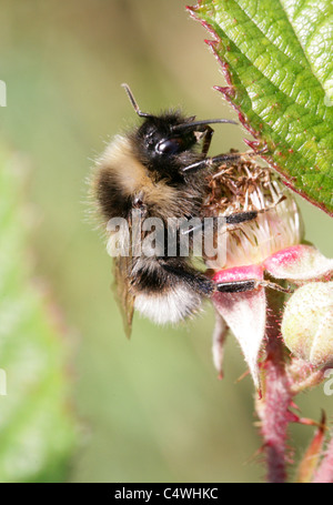 Barbut's Cuckoo Bumblebee, Bombus barbutellus, Apidae, Hymenoptera. Male. Stock Photo