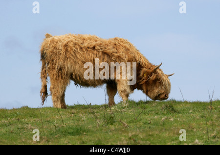 Highland Bull or Kyloe, Grazing in a Field, Cape Cornwall, UK. Stock Photo