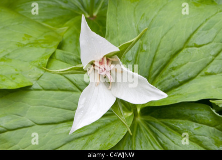 Trillium flexipes Harvington Selection Stock Photo