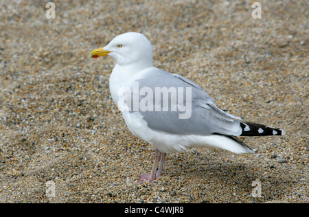 Adult Herring Gull, Larus argentatus, Laridae. Stock Photo