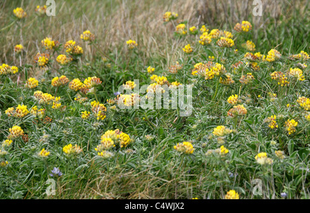 Kidney Vetch, Anthyllis vulneraria, Fabaceae. Cape Cornwall, UK. Stock Photo