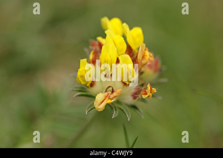 Kidney Vetch, Anthyllis vulneraria, Fabaceae. Cape Cornwall, UK. Stock Photo