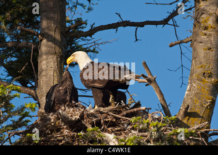 Bald eagle feeding eaglets in nest in Douglas fir tree-Victoria, Brtisih Columbia, Canada. Stock Photo