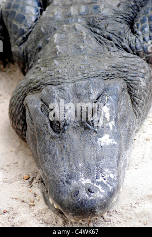 American alligator Latin name alligator mississippiensis Stock Photo