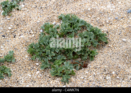 Sea Holly, Eryngium maritimum, Apiaceae. Stock Photo