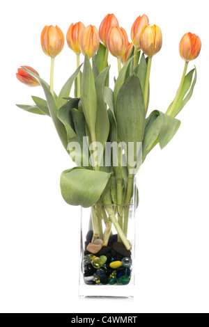 tulips in a vase studio cutout Stock Photo