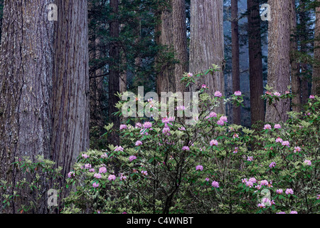 Spring rhododendron bloom among the redwood trees in California’s Del Norte Coast Redwoods State and National Parks. Stock Photo