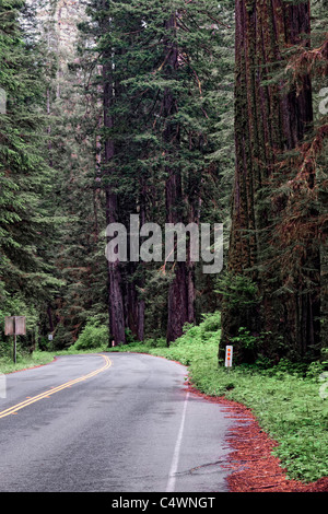 Groves of giant redwood trees along the Drury Scenic Parkway in California's Prairie Creek Redwoods State and National Parks. Stock Photo