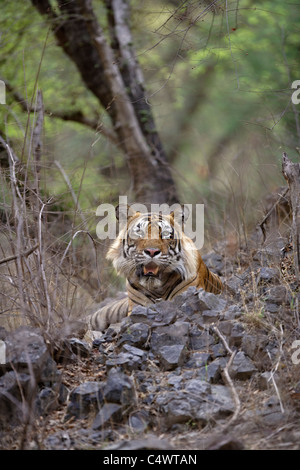 Adult male Tiger watching over the Rock at Ranthambore Tiger Reserve, Rajasthan, India. [ Panthera Tigris ] Stock Photo