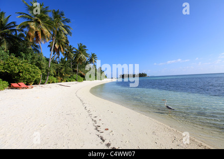 Coconut trees and Heron on a deserted tropical beach with two empty loungers Stock Photo