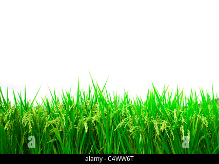 green rice field isolated on white background Stock Photo