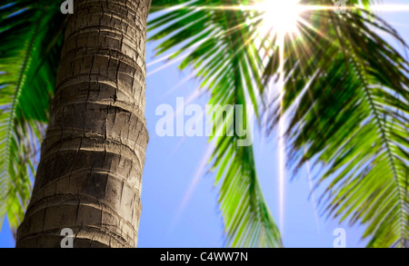 Palm tree trunk and summer view Stock Photo