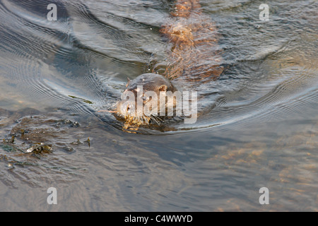 European Otter (Lutra lutra) swimming to the shore with a crab, Westcoast Scotland, UK Stock Photo