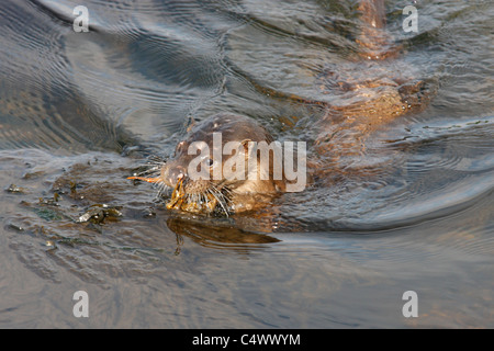 European Otter (Lutra lutra) eating a crab, Westcoast Scotland, UK Stock Photo