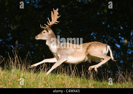 Male (Buck) fallow deer running in rutting season Stock Photo