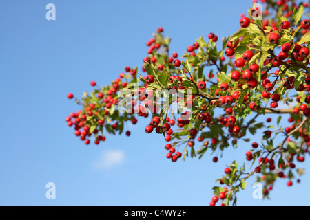 Hawthorn branch with red ripe berries against the sky Stock Photo