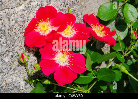 Rose rot Candia - Rose red Candia 01 Stock Photo