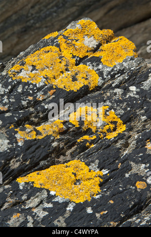 Orange Sea Lichen (Caloplaca marina) grows on the rock St Ninian’s Isle Shetland Subarctic Archipelago Scotland UK Europe Stock Photo